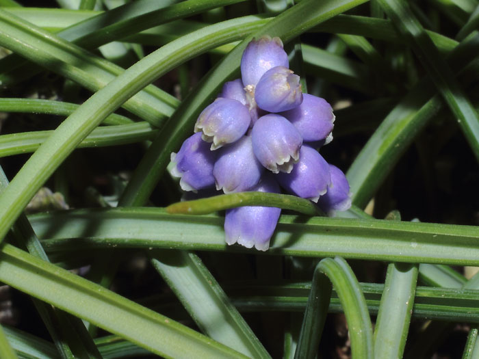 mp_muscari_arm_2016_01.jpg