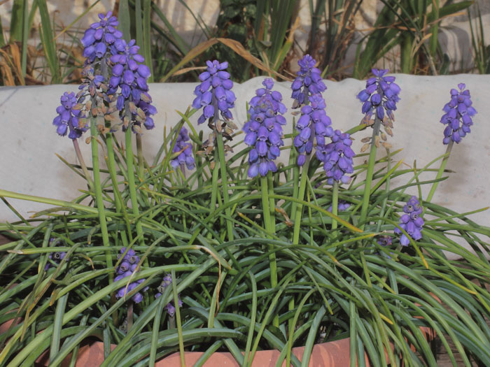 mp_muscari_arm_2016_03.jpg