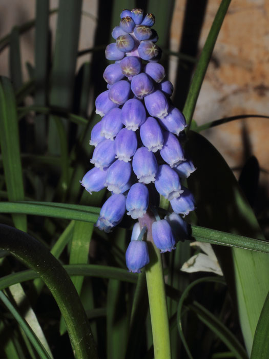 mp_muscari_arm_2016_04.jpg