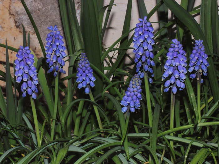 mp_muscari_arm_2016_05.jpg