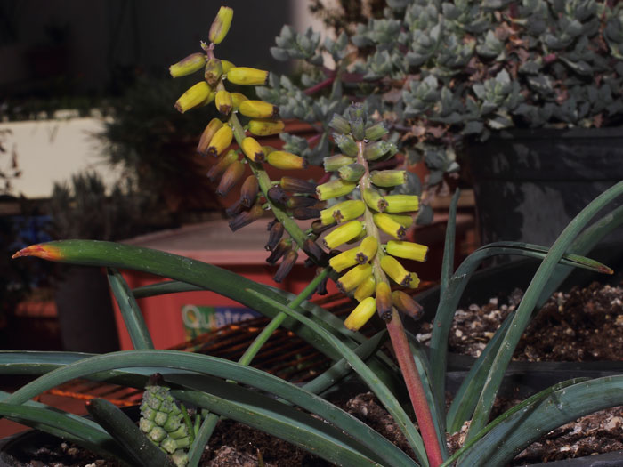 mp_muscari_mac_2016_02.jpg