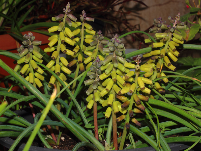 mp_muscari_mac_2017_02.jpg