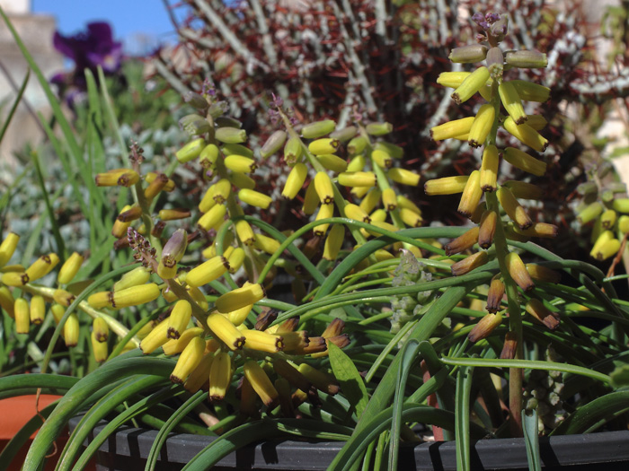 mp_muscari_mac_2017_03.jpg