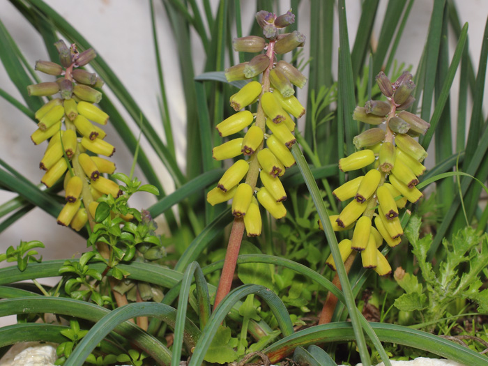 mp_muscari_mac_2018_01.jpg