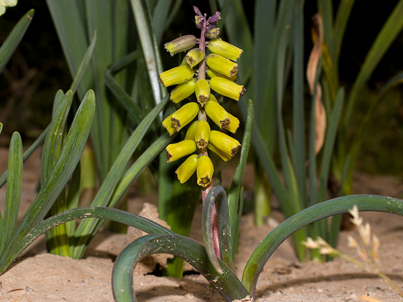 mp_muscari_mac_2021_03.jpg