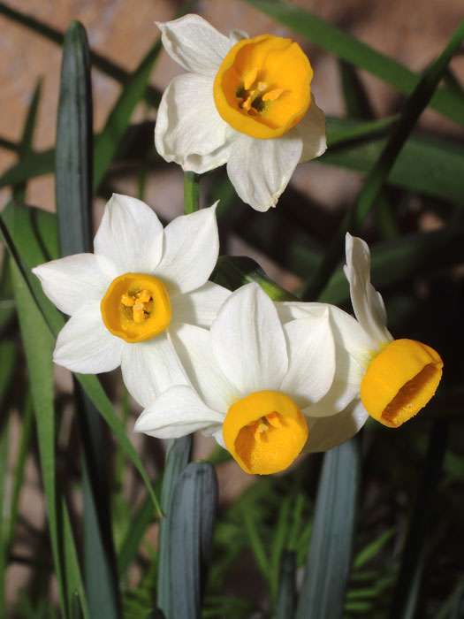 mp_narcissus_can_2015_02.jpg