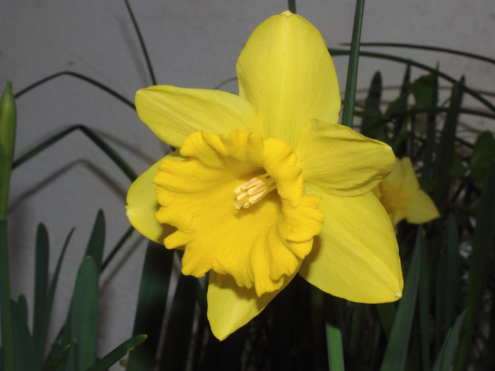 mp_narcissus_dum_2017_01.jpg