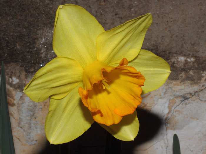 mp_narcissus_for_2016_01.jpg