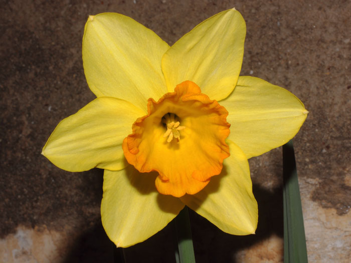 mp_narcissus_for_2016_02.jpg