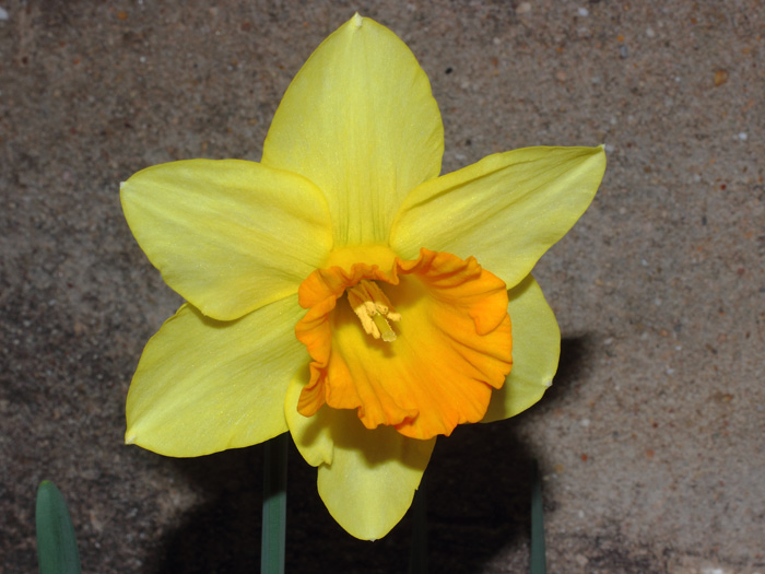 mp_narcissus_for_2017_01.jpg