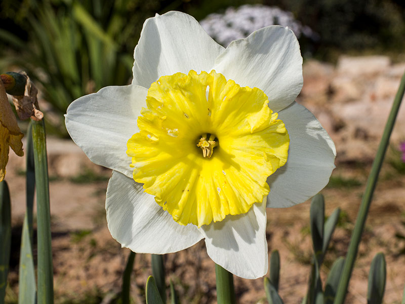 mp_narcissus_icf_2021_01.jpg
