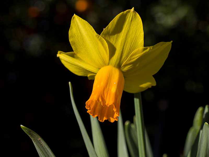 mp_narcissus_jfi_2021_02.jpg