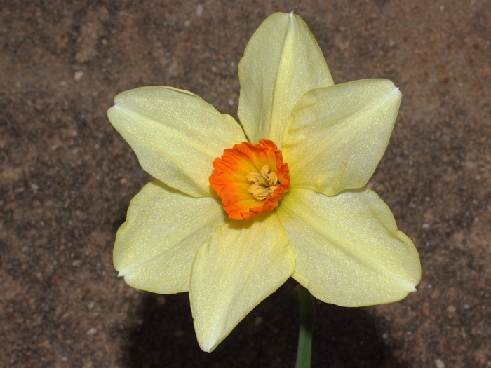 mp_narcissus_lov_2017_01.jpg