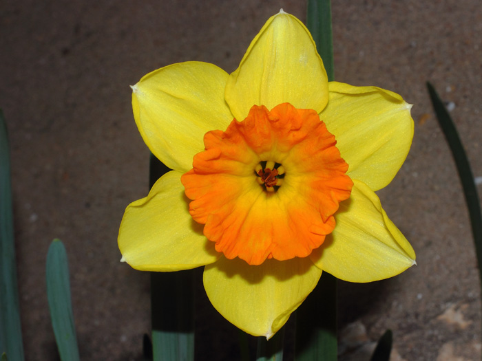 mp_narcissus_lov_2017_01.jpg