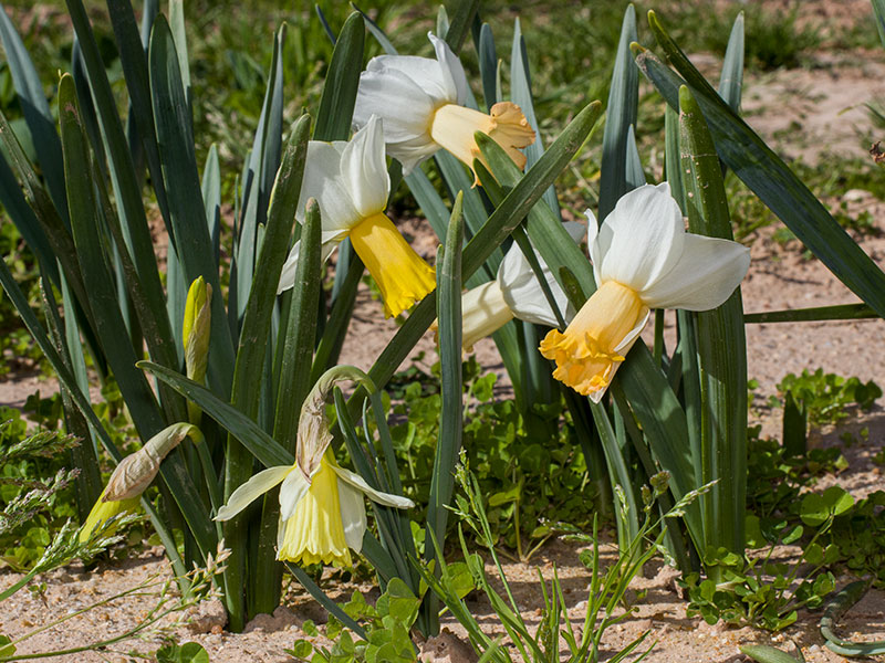 mp_narcissus_mix_2021_01.jpg