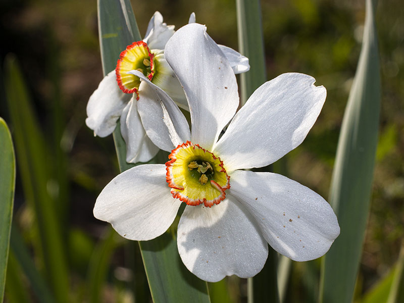 mp_narcissus_pre_2021_01.jpg