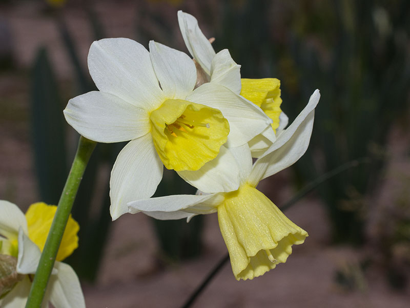 mp_narcissus_sbo_2021_03.jpg