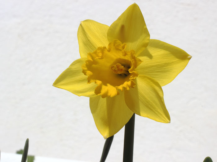 mp_narcissus_sp1_2015_01.jpg
