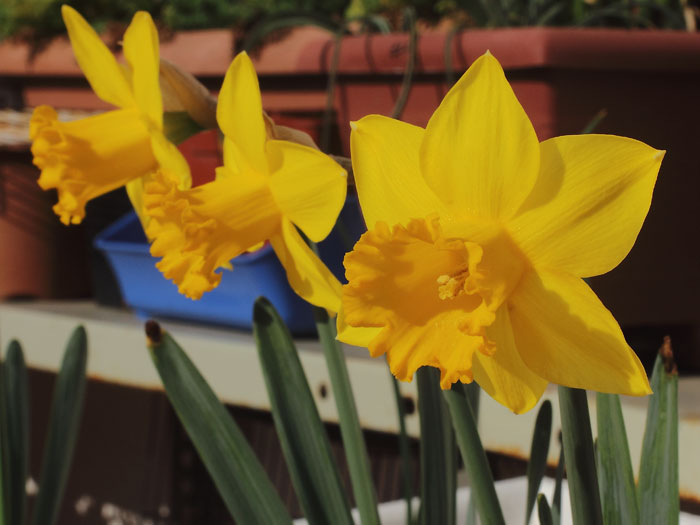mp_narcissus_sp1_2015_02.jpg