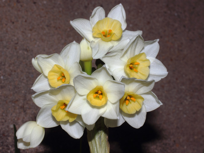 mp_narcissus_tav_2017_01.jpg