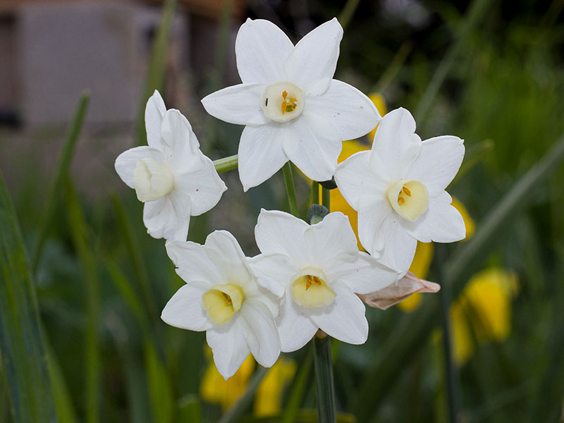 mp_narcissus_tav_2021_01.jpg