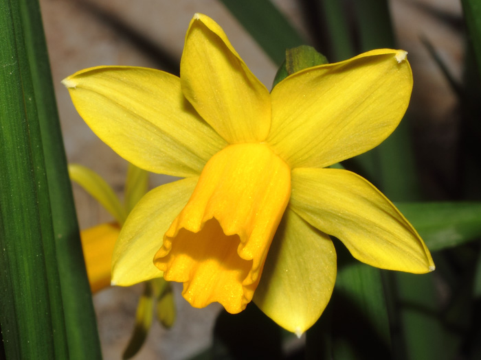 mp_narcissus_tet_2017_01.jpg