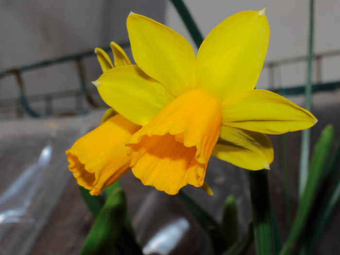 mp_narcissus_tete_2013_01.jpg