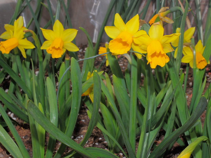 mp_narcissus_tete_2013_02.jpg
