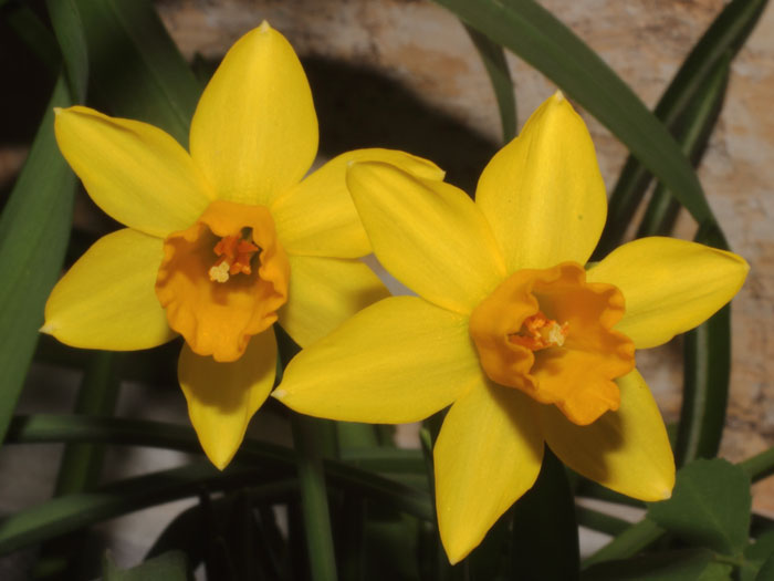 mp_narcissus_tete_2015_03.jpg
