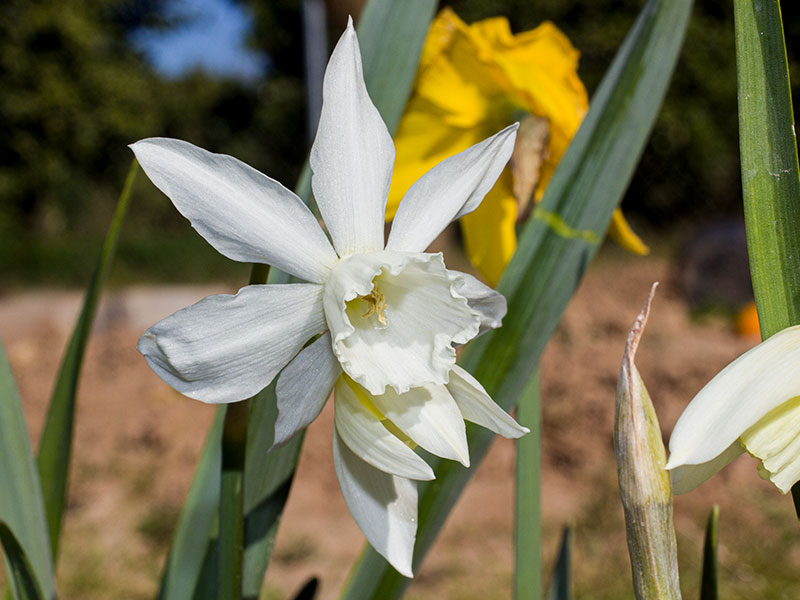 mp_narcissus_tha_2021_01.jpg