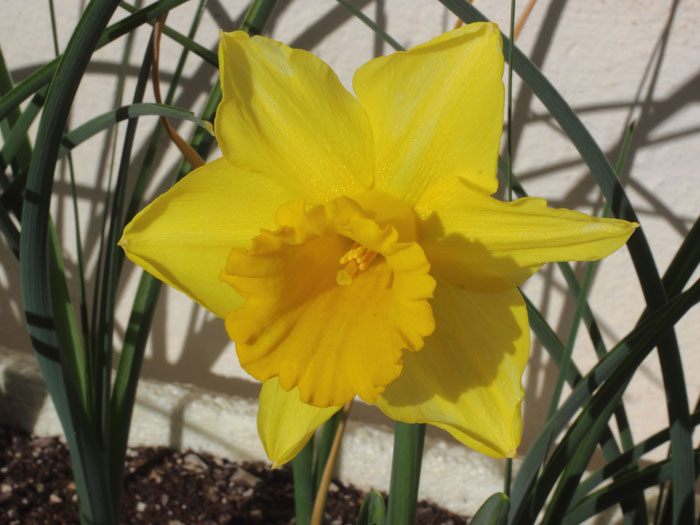 mp_narcissus_tr_2016_01.jpg