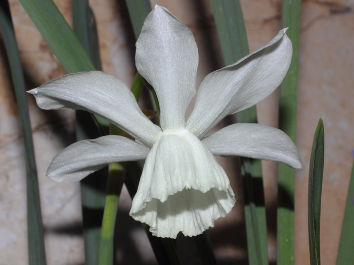 mp_narcissus_trt_2016_01.jpg