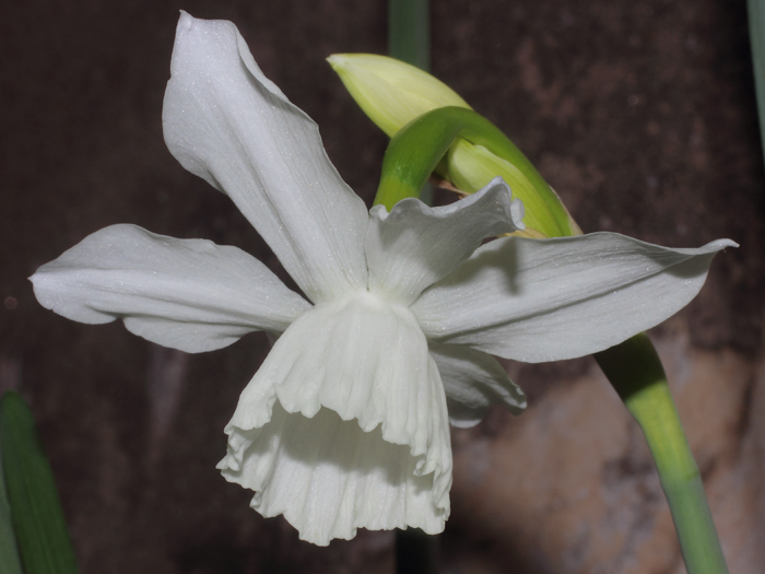 mp_narcissus_trt_2016_02.jpg