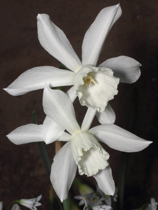 mp_narcissus_trt_2017_02.jpg