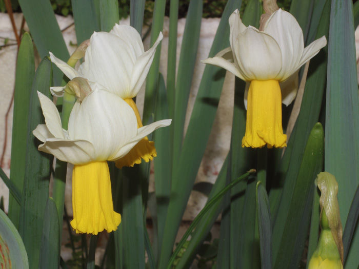 mp_narcissus_wiw_2017_01.jpg