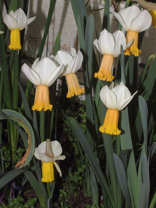 mp_narcissus_wiw_2017_02.jpg