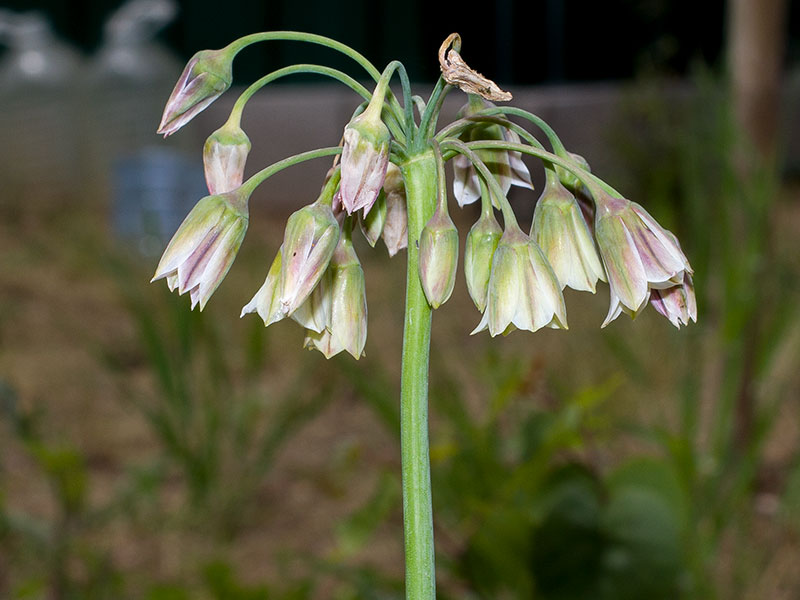 mp_nectaroscordum_sic_2021_01.jpg