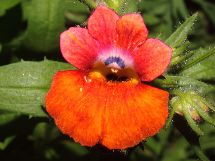 mp_nemesia_sca_2016_01.jpg