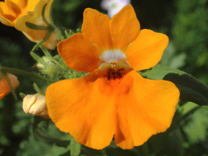 mp_nemesia_sca_2016_02.jpg