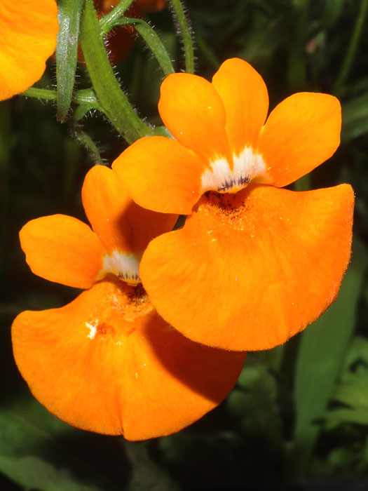 mp_nemesia_sca_2016_03.jpg