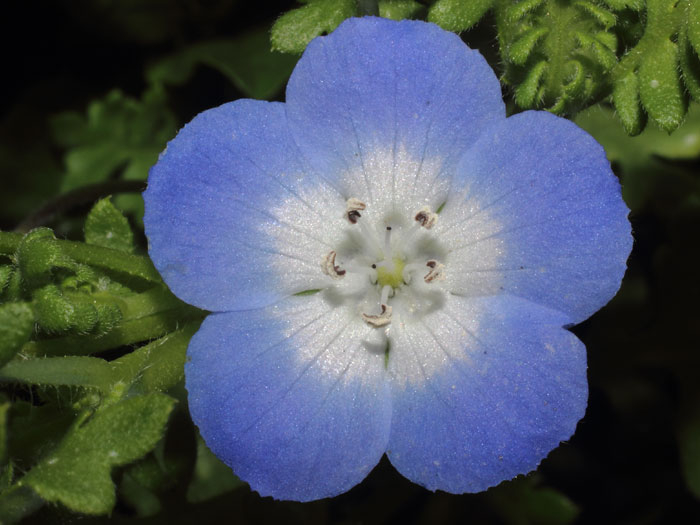 mp_nemophila_men_2015_02.jpg