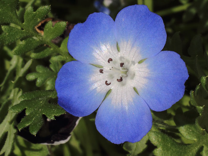 mp_nemophila_men_2015_03.jpg