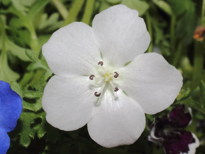 mp_nemophila_men_2015_04.jpg