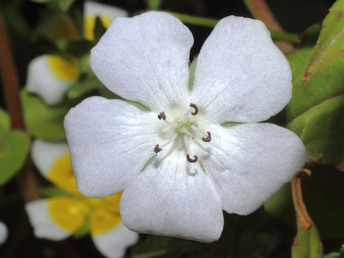 mp_nemophila_men_2015_06.jpg
