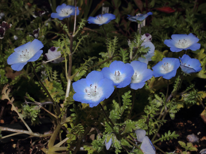 mp_nemophila_menz_2014_03.jpg