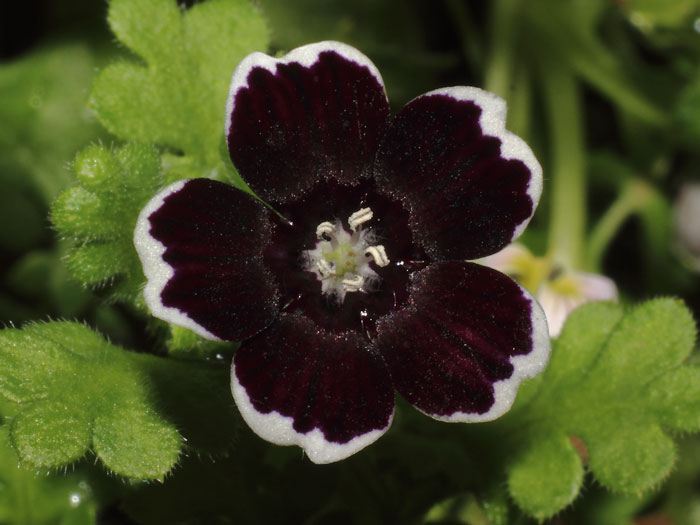 mp_nemophila_mpb_2015_01.jpg