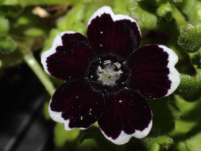 mp_nemophila_penny_2014_02.jpg