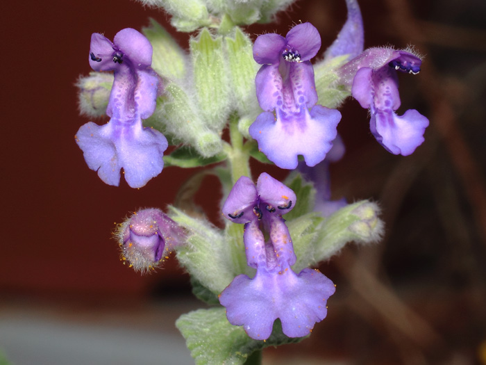 mp_nepeta_xfa_2017_01.jpg
