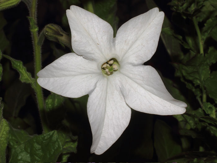 mp_nicotiana_ala_2015_01.jpg
