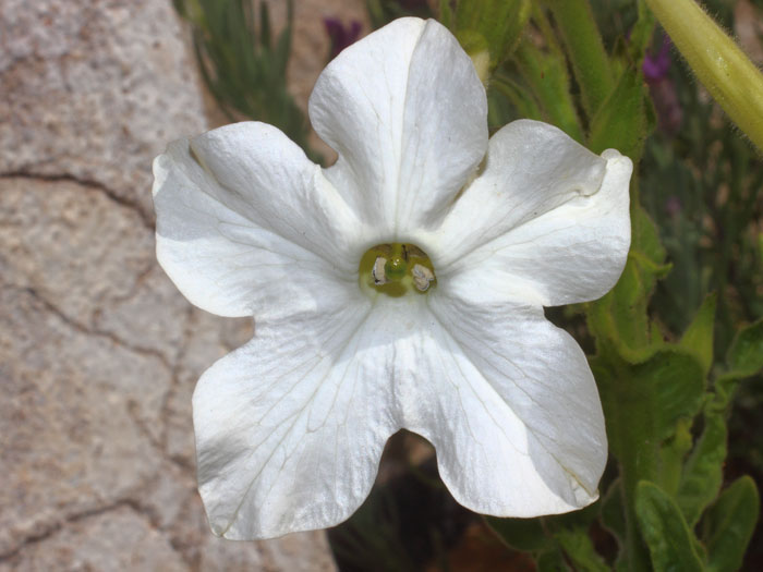 mp_nicotiana_ala_2016_01.jpg